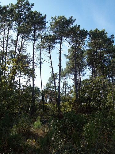 Landes2